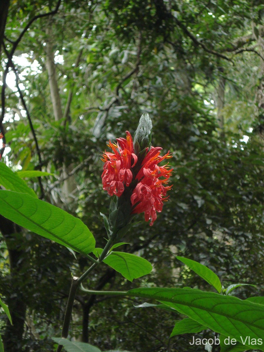 Pachystachys coccinea (Aubl.) Nees